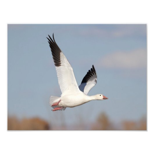 Goose high in de hemel foto afdruk (Voorkant)