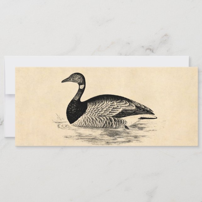  Goose Illustration - 1800 ganzen Sjabloon (Voorkant)