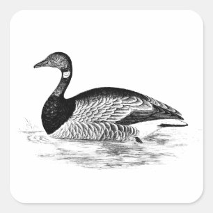 Goose Illustration - 1800 ganzen Sjabloon Vierkante Sticker