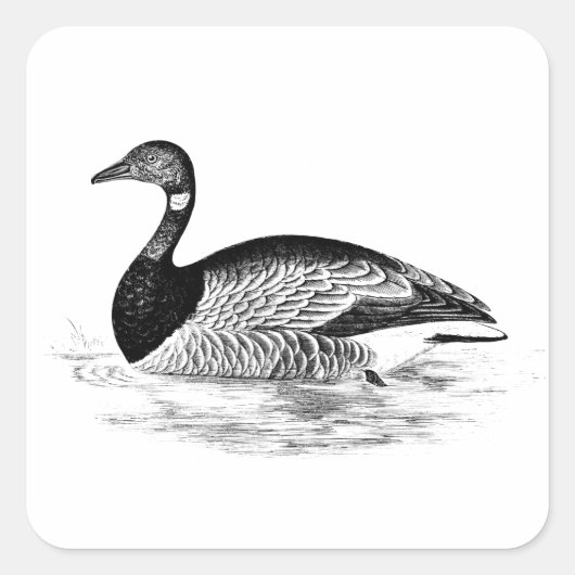  Goose Illustration - 1800 ganzen Sjabloon Vierkante Sticker (Voorkant)