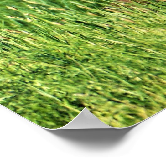 Goose in Grass Poster (Hoek)