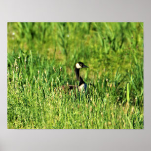 Goose in Grass Poster