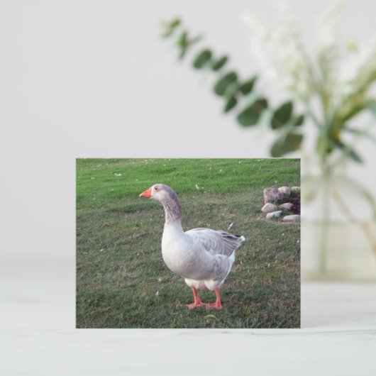 Goose in het Briefkaart Park (Staand voorkant)