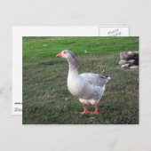 Goose in het Briefkaart Park (Voorkant / Achterkant)
