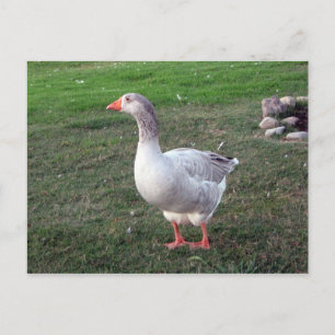 Goose in het Briefkaart Park