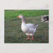 Goose in het Briefkaart Park (Voorkant)