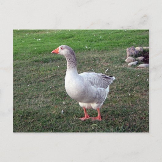 Goose in het Briefkaart Park (Voorkant)