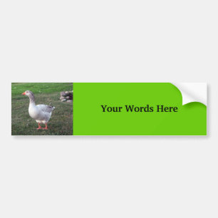 Goose in het park bumpersticker
