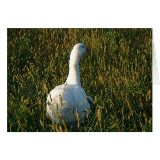 Goose in The Hay Meadow (Voorkant Horizontaal)