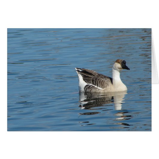 Goose in the Park (Voorkant Horizontaal)