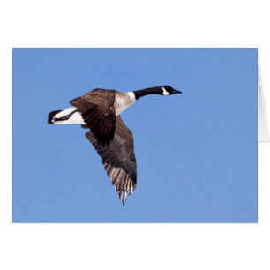Goose in vlucht