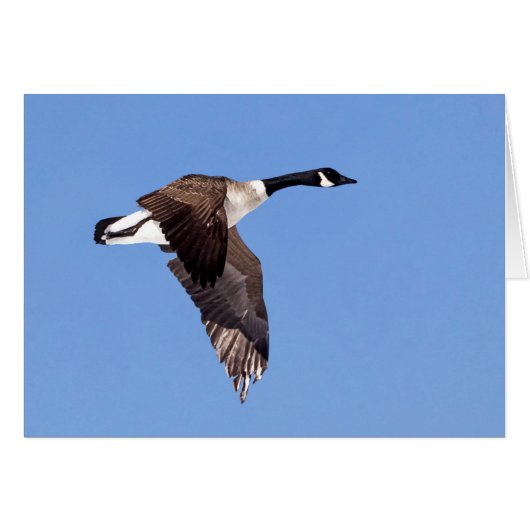 Goose in vlucht (Voorkant Horizontaal)