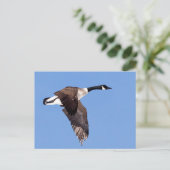 Goose in vlucht briefkaart (Staand voorkant)