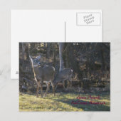 Goose Island, LaCrosse, Wisconsin Briefkaart (Voorkant / Achterkant)