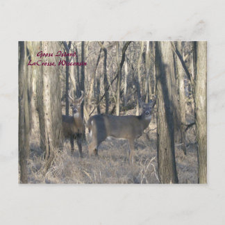 Goose Island, LaCrosse, Wisconsin Briefkaart