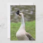 Goose Kaart (Voorkant)