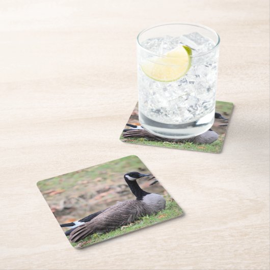 Goose Kartonnen Onderzetters (Insitu)