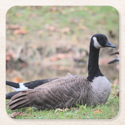 Goose Kartonnen Onderzetters (Voorkant)