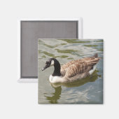 Goose Magnet (Voorkant / Achterkant)