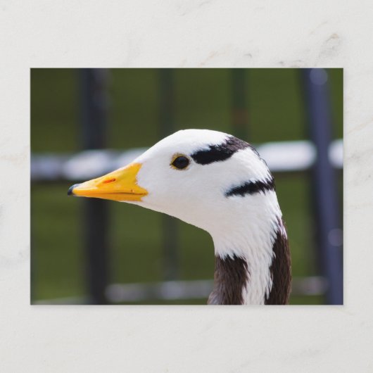 Goose met steelkop briefkaart (Voorkant)