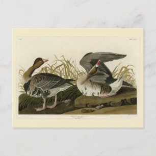 Goose met witte voorkant uit Audubon Birds of Amer Briefkaart