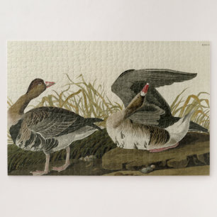Goose met witte voorkant uit Audubon Birds of Amer Legpuzzel