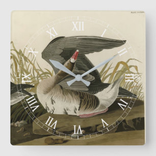 Goose met witte voorkant uit Audubon Birds of Amer Vierkante Klok