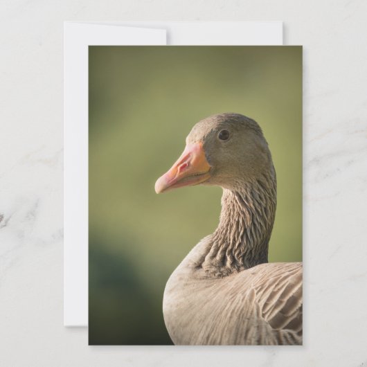 Goose Natuur-fotokaart Save The Date (Voorkant)