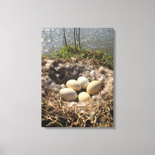 Goose Nest with Eggs op Canvas