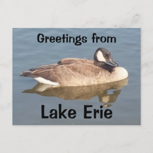 Goose op Lake Erie Briefkaart