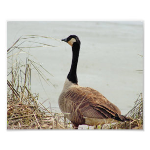 Goose Photo Foto Afdruk