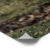 Goose Photo Poster (Hoek)