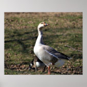 Goose Photo Poster (Voorkant)