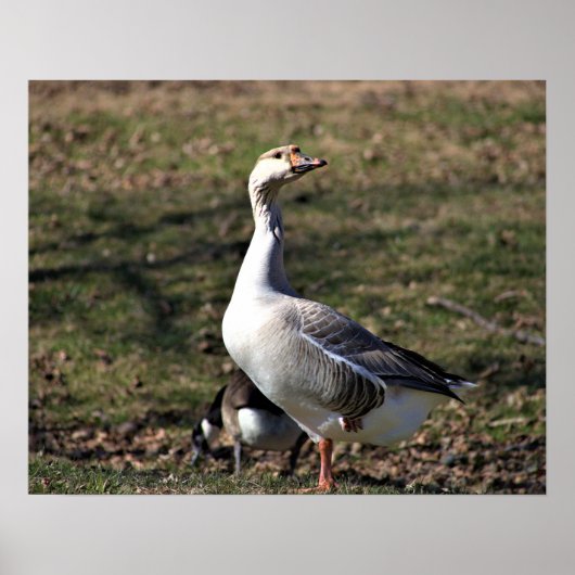 Goose Photo Poster (Voorkant)