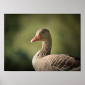 Goose Photo Poster (Voorkant)