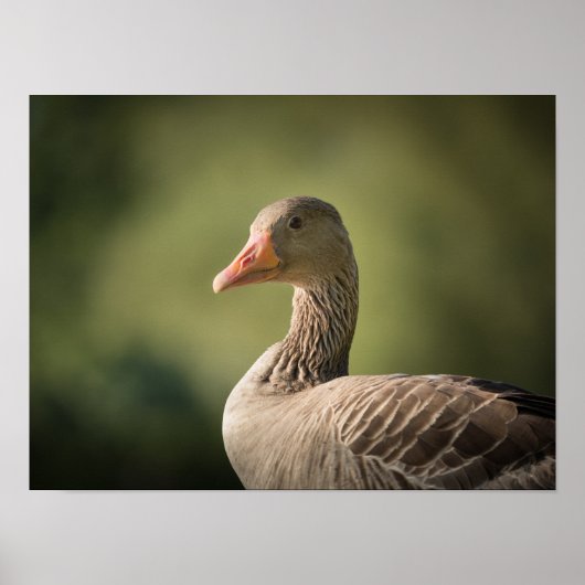 Goose Photo Poster (Voorkant)
