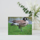 Goose Post Card Briefkaart (Staand voorkant)
