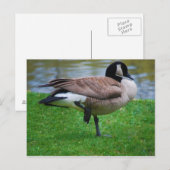 Goose Post Card Briefkaart (Voorkant / Achterkant)