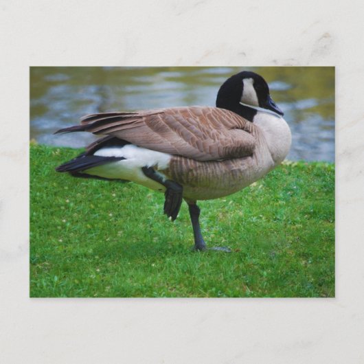 Goose Post Card Briefkaart (Voorkant)