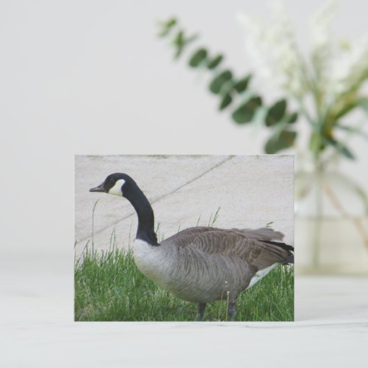 Goose Side Uitzicht Briefkaart (Staand voorkant)