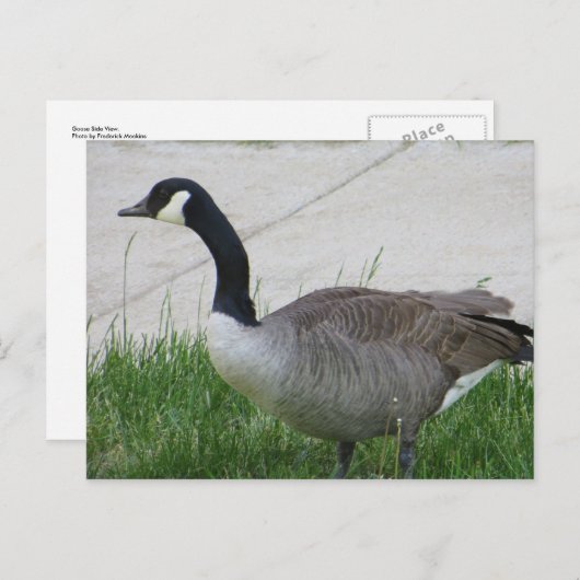 Goose Side Uitzicht Briefkaart (Voorkant / Achterkant)