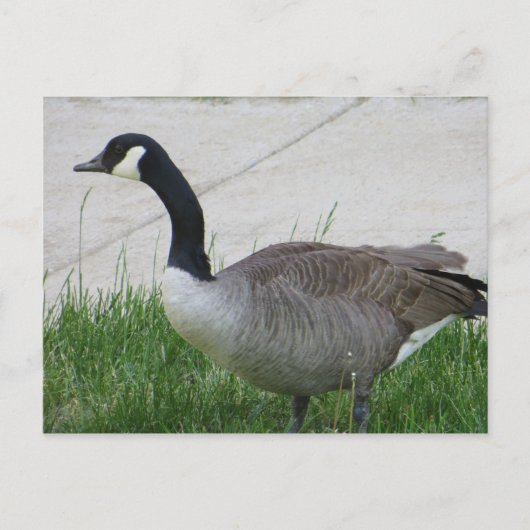Goose Side Uitzicht Briefkaart (Voorkant)