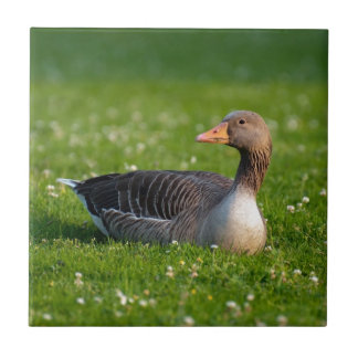 Goose Tegeltje