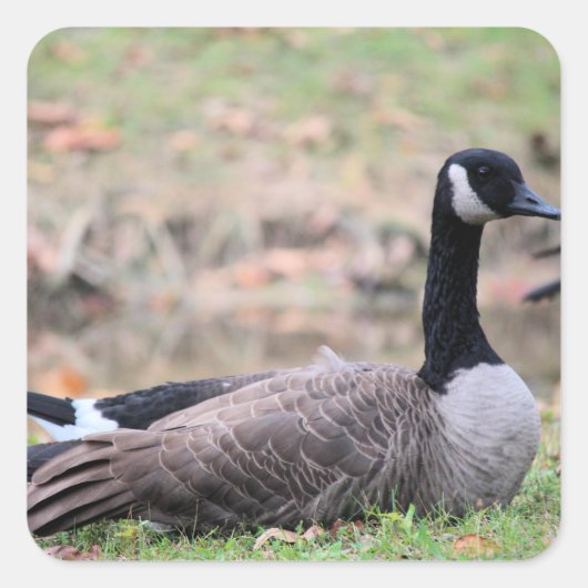 Goose Vierkante Sticker (Voorkant)