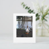 Goose Walk Briefkaart (Staand voorkant)