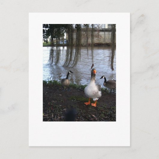 Goose Walk Briefkaart (Voorkant)