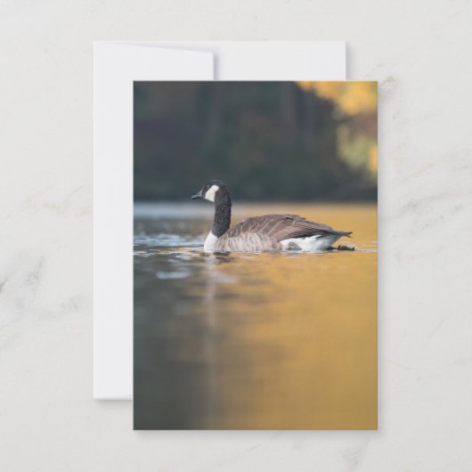 Goose Wildlife Foto Kaart (Voorkant)