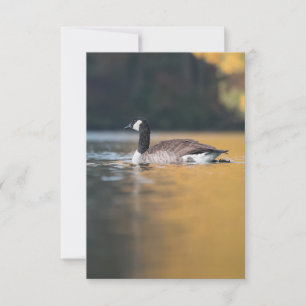 Goose Wildlife Foto Kaart