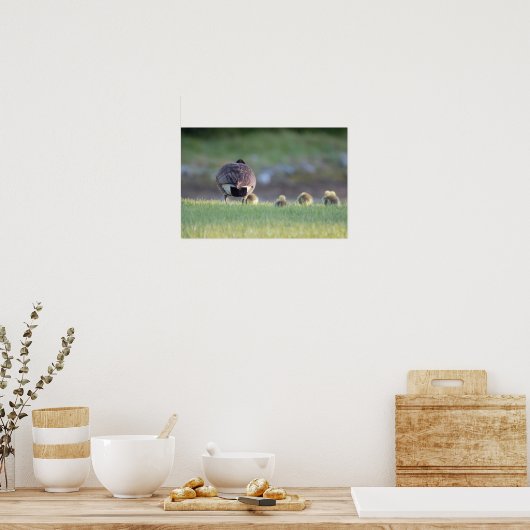 Goose with Babies Photo Poster (Keuken)