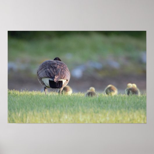 Goose with Babies Photo Poster (Voorkant)